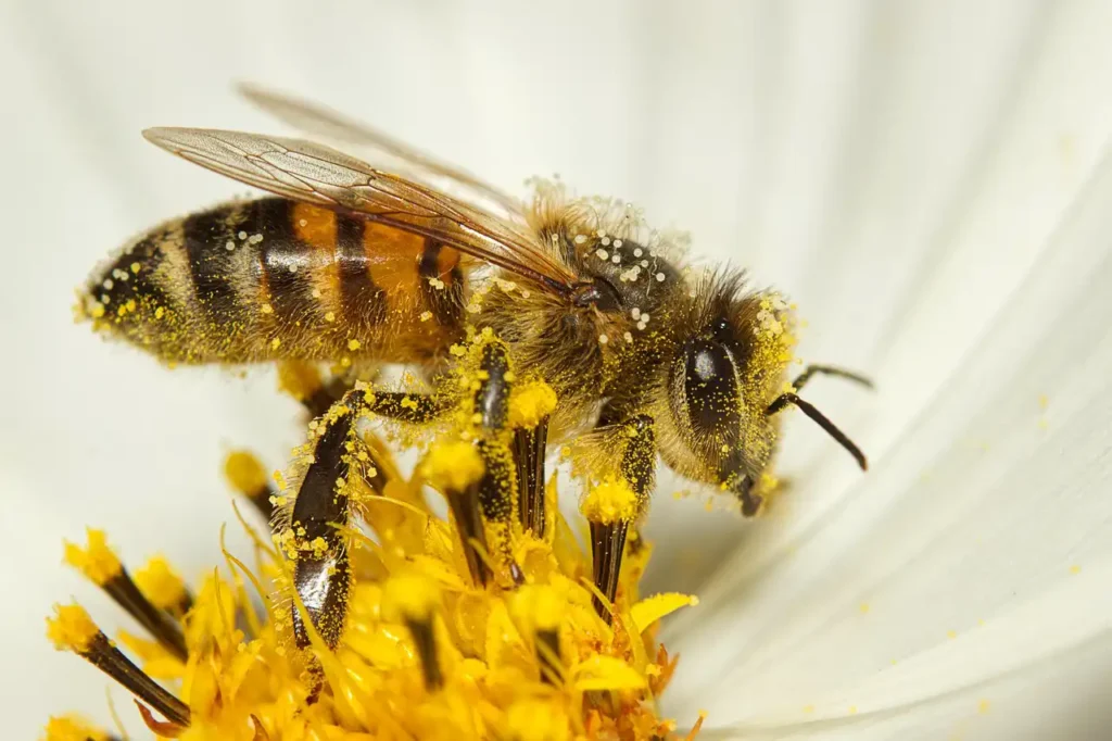 Abeille sur une fleur plein de pollen
