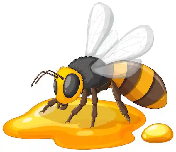 dessin d'une abeille qui se nourrit avec du miel